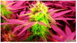 Красный дракон_1.jpg