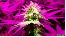 Красный дракон_2.jpg