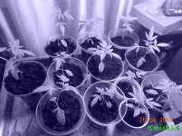 DSCN2238.JPG