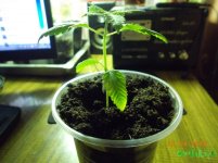 DSCN2231.JPG