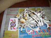 100_4375.JPG