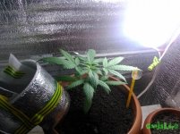 IMG_20160428_002458.jpg
