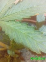 IMG_20160428_145902.jpg
