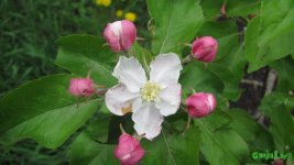 IMG_0664.JPG