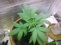 IMG_20160429_203855.jpg