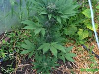 кристал мет.jpg