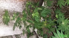 20160509_203132.jpg