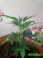 IMG_1834.JPG