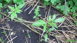IMG_0742.JPG