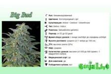 Big-Bud.jpg