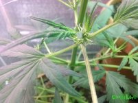 IMG_20160513_225402.jpg