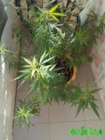 IMG_20160515_082154.jpg