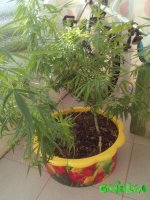 IMG_20160515_082214.jpg