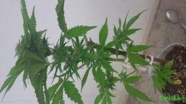 20160515_123600.jpg