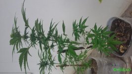 20160515_123517.jpg