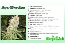 Super-Silver-Haze.jpg