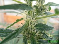 макро вайт раша.jpg