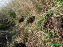 експерим ямы.jpg