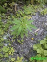 WP_000604.jpg