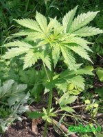 вайт сканк.jpg