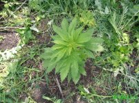 килер сканк.jpg