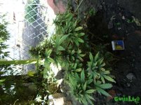 DSC09472.JPG