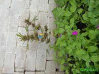 DSC09475.JPG