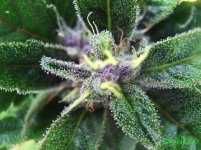 кристал ме.jpg