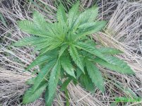 воск автик.jpg