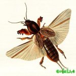 Gryllotalpa-gryllotalpa_5.jpg