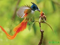 Paradisaeidae02.jpg