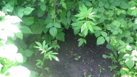 IMG_0784.JPG