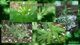 тепличные клоны.12 дней.jpg