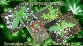 автотеплица каска 17. вега 5.jpg