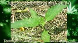 автоаут4 каска 17. вега 5.jpg