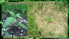 автоаут1 каска 17. вега 5.jpg