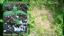 автоаут2 каска 17. вега 5.jpg