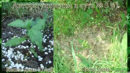 автоаут3 каска 17. вега 5.jpg