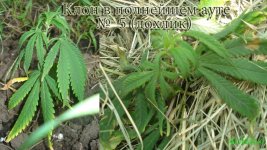 клон в ауте5. 12-13 дней.jpg