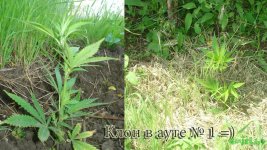 Клон в ауте1.12-13 дней.jpg