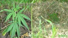 Клон в ауте2. 12-13 дней.jpg