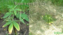 Клон в ауте4. 12-13 дней.jpg