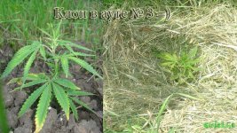 Клон в ауте3. 12-13 дней.jpg