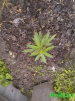 WP_000608.jpg