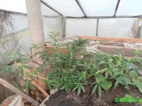 вайт рашн.jpg