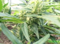 микро раша.jpg