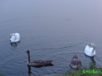 DSC02946.JPG
