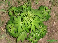 виолатор куш.jpg