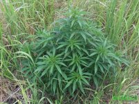 кубанский убийца 1.jpg