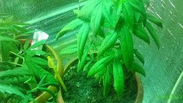 IMG_20160601_205408.jpg